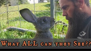 How Rabbits See the World (Extremely Unique Perception)