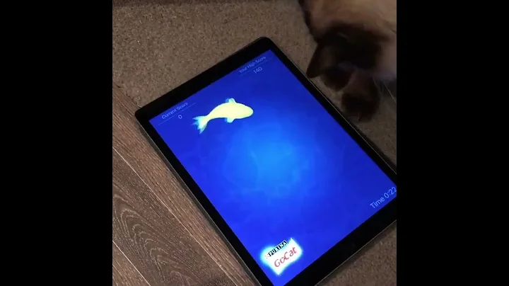 Watch the video about A Ragdoll Cat playing a game on ipad