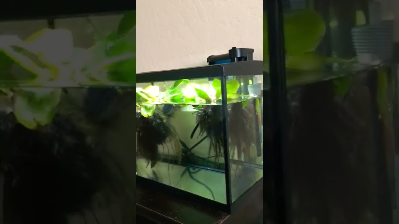 Albino crown tail betta, Top Fin 10 Gal tank, water hyaciths plants