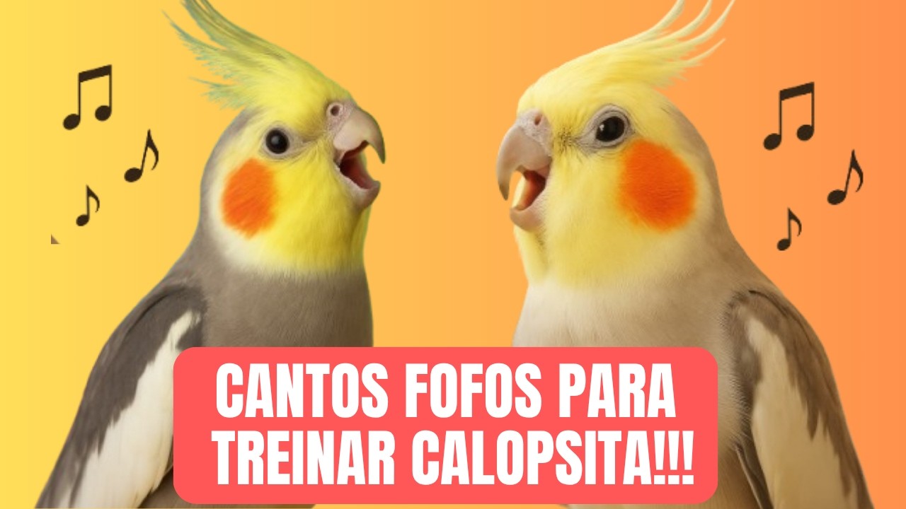 Canto de Calopsita | Treine Sua Calopsita com Sons Reais 🐦 Calopsitas Felizes Cantando por Horas!