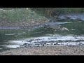The Grey Heron and the Foxes in the Casternone stream, September 2025.