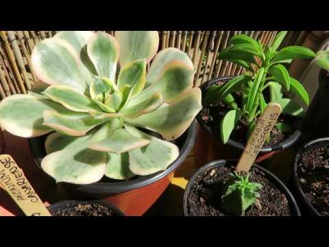 Video: Rosularia Plant Care - Tìm hiểu về cách trồng Rosularia Succulents