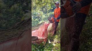 fan technique how to cut wood senso mini operator, #chainsaw #bengkelkayu #automobile #wood #tree