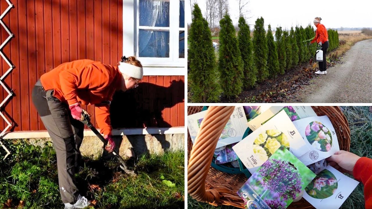 Prepping The Garden for Winter (And Next Spring) By Planting Spring Bulbs & Garlic! 