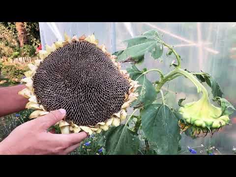 Vidéo: Récolte des tournesols : comment récolter les graines de tournesol