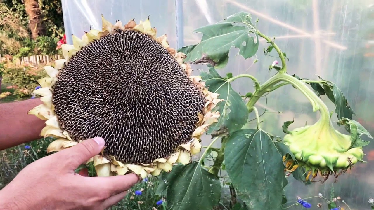 Comment récolter les graines de tournesols 🌻 ? 