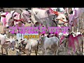 मार्च महिन्यातील काष्टी बाजारातील बाजार भाव/Big Bull Market Nagar