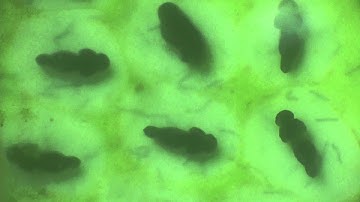 Time Lapse of Frog Eggs Developing