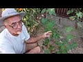 Способы усиления вызревания лозы на молодых, только посаженных кустах винограда  Первый год жизни