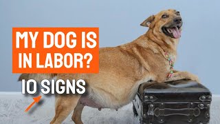 HOW DO I know if MY DOG is IN LABOR? 🐶✔10 Signs
