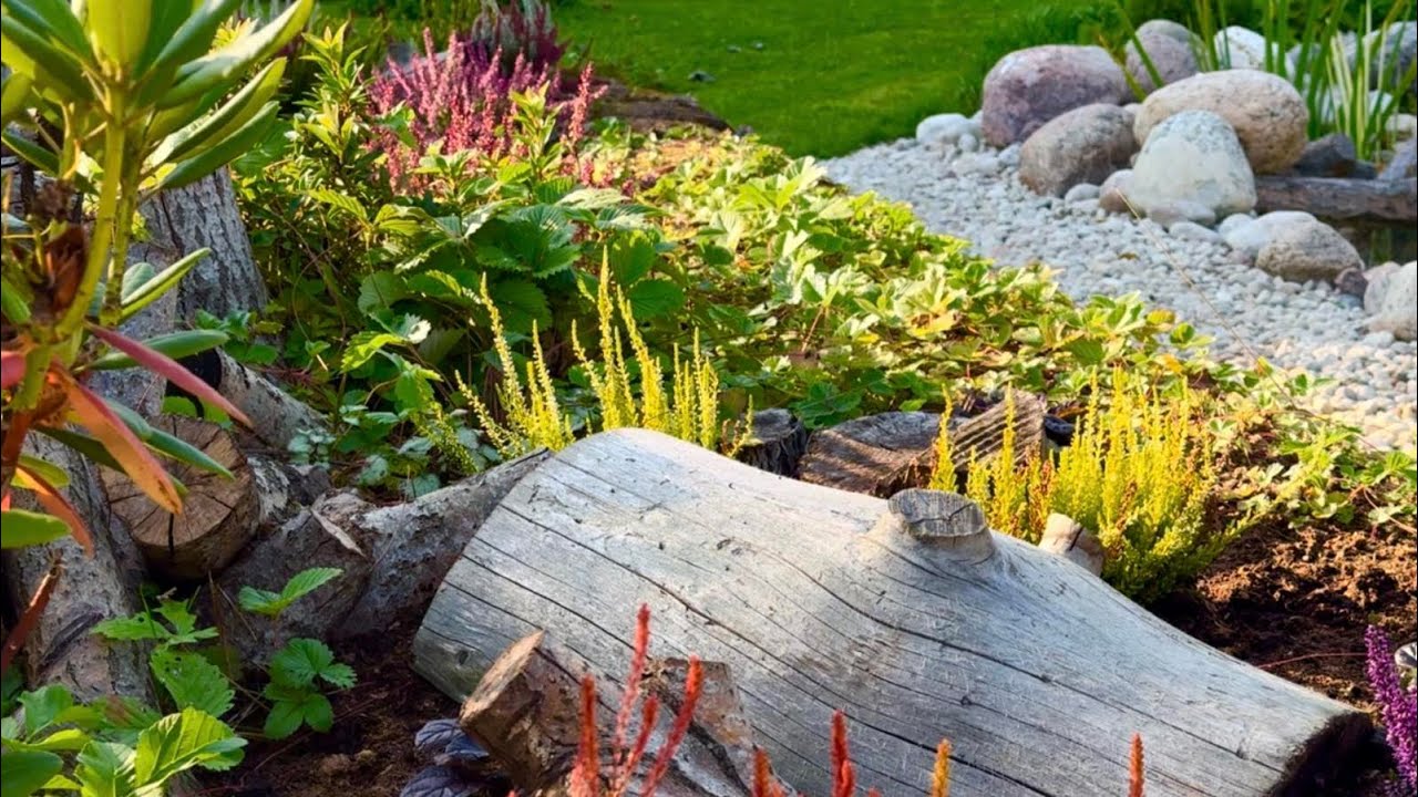 15.12.2024 Лесной уголок.  Идеи для сада. Рододендроны, вереск, земляника. Торфяная клумба.