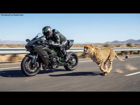 Cheetah vs Kawasaki Ninja H2R - Ultimate Speed Test! thumbnail