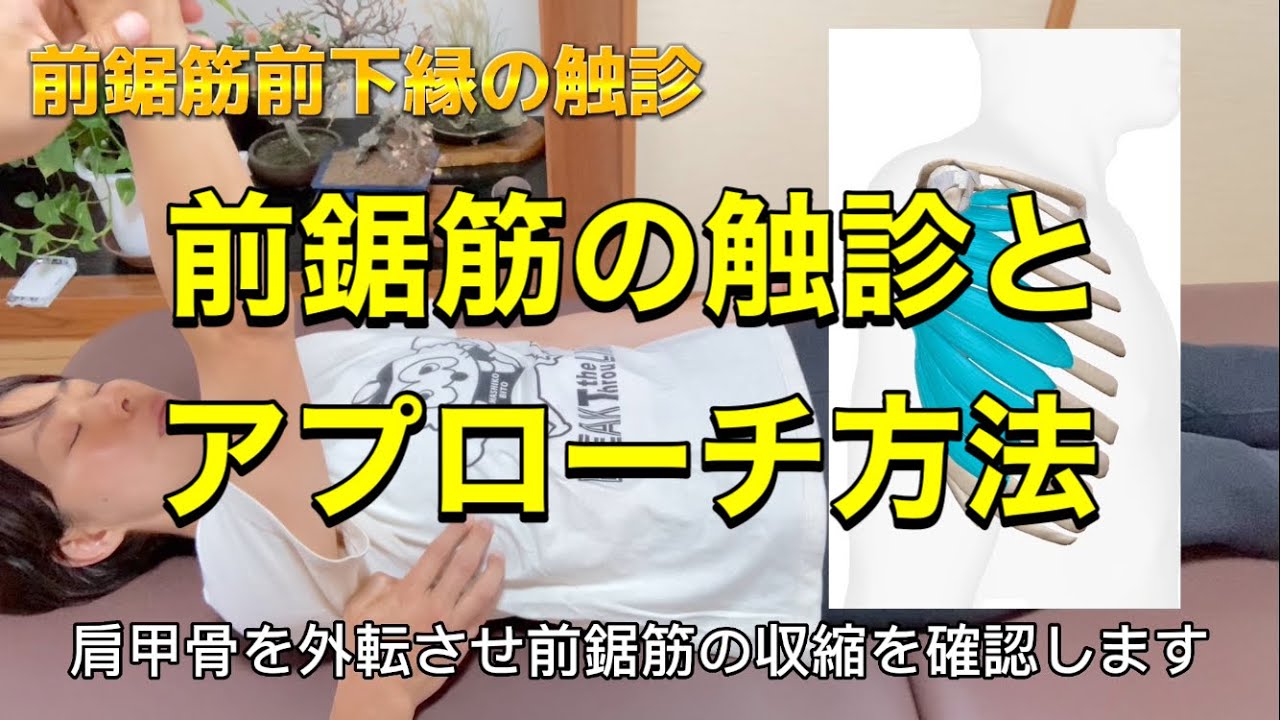 前鋸筋の触診とアプローチ方法
