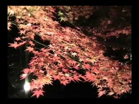 今生共相伴 日本大板嵯峨野五天 2013- 6 -20