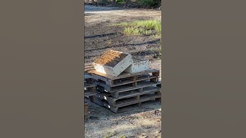 I harvested the honey, then left the frames out for the bees to clean up and reuse the leftovers