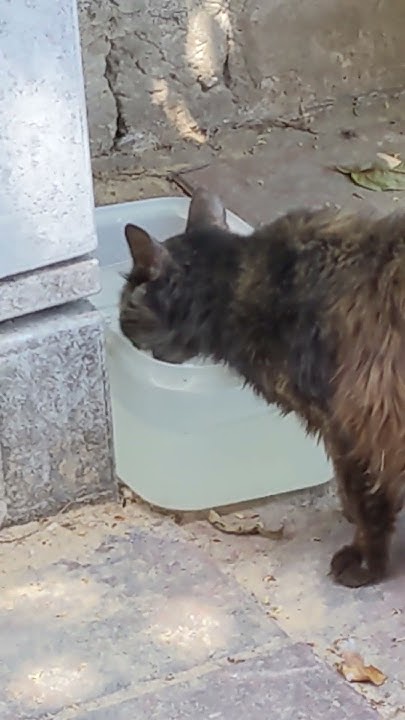 Дикая кошка пьет воду 😻 Смешные коты 😹 Feral cat drink water 🐈 Funny ...