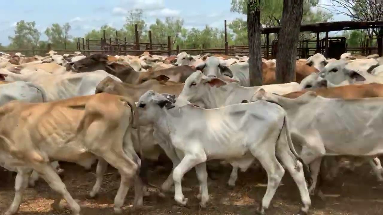 Cattle For Sale 369 Steers No. 1 Qld Rural YouTube