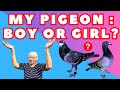 Pigeon how to know racing pigeons female or male birds