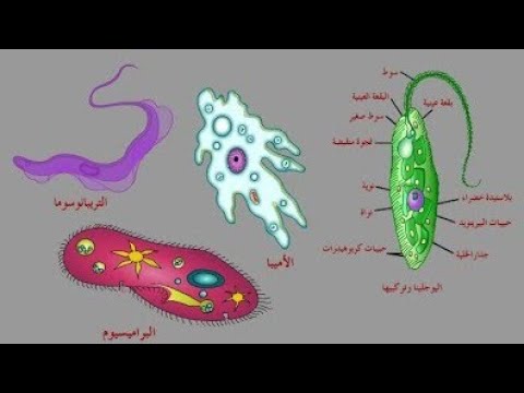 فيديو: هل البراميسيوم لها ميتوكوندريا؟