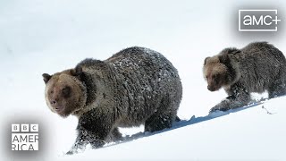 Ice Bears: A Fragile Future 🐻 Our Planet Earth | BBC America