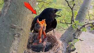 Baby black drongo birds are hungry || Birds of Nature