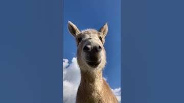 Notification Sound Donkey #viralvideo #funny #viral #ytshorts #shorts #youtubeindia