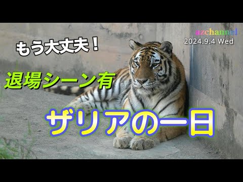 旭山動物園アムールトラ】ザリアが回復した！もう大丈夫。顔も