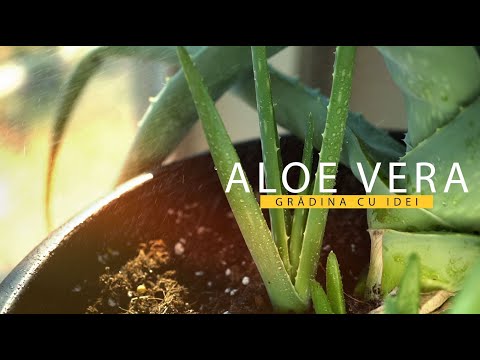 Video: Aloe: îngrijire, Reproducere și Utilizare