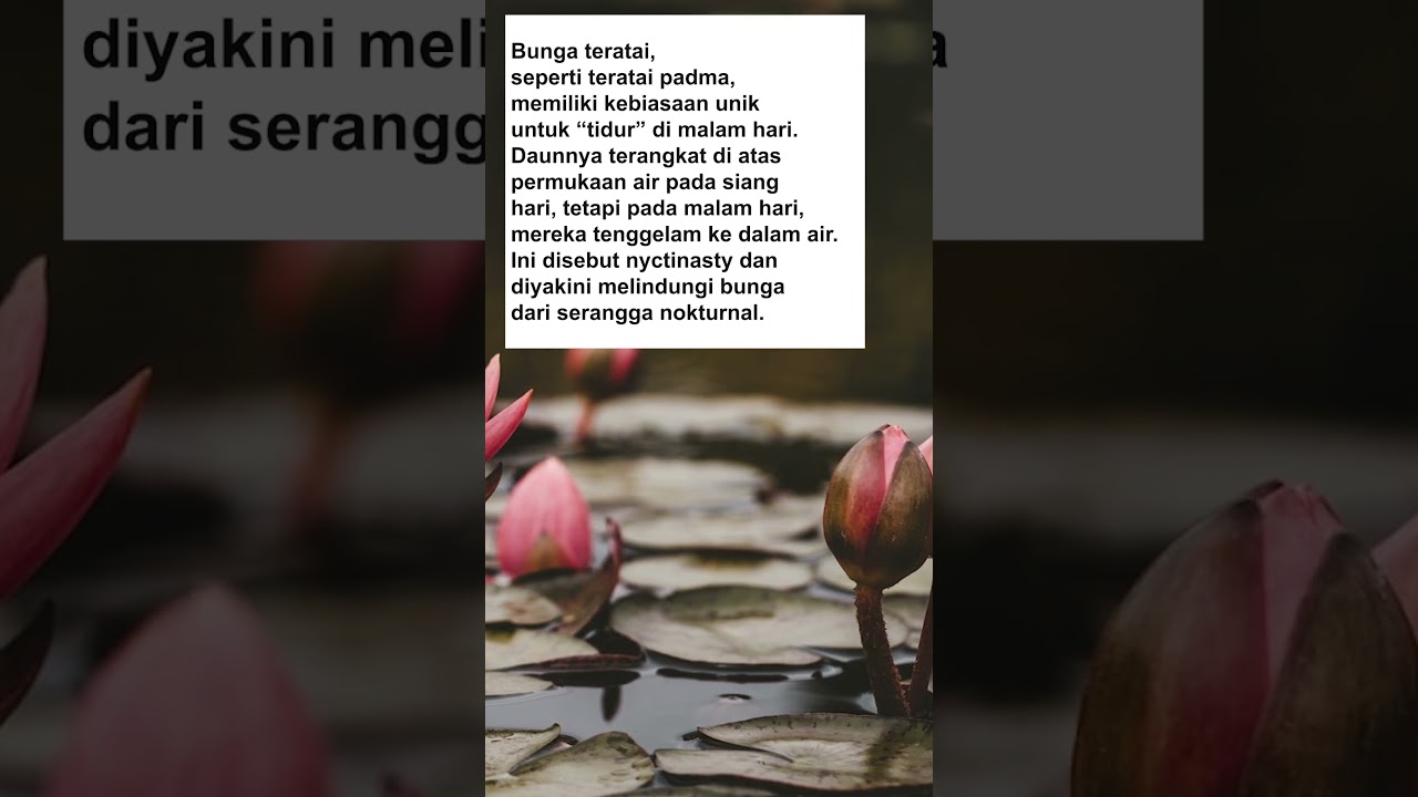 Fakta Bunga Teratai Tidur #?Mas.data 