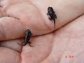 Tadpole To Frog Rescue