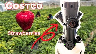 Growing Costco Strawberries in a 3D printed hydroponics tower