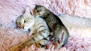 What does newborn kitten talking to its mother ? by Creative Animals 9 views 1 month ago 1 minute, 3 seconds