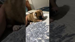 My Maverick Bullherder Coat And Some Explaining Of The Breed