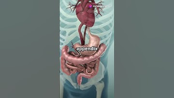 The Appendix Secret Uses!! #appendix #GItract #stomach #microbiome #bacteria #viralshorts2025 #viral