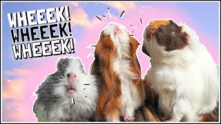 How to Train your Guinea Pigs to SQUEAK!