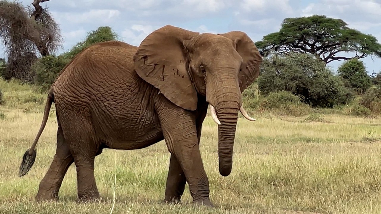 Kenya Believe It? Safari 2: Even More Safari! 🐘