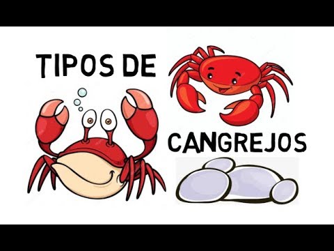 sexual Poesía Turismo Tipos De Cangrejos !!! // Características - Biología -Distribución - etc -  YouTube