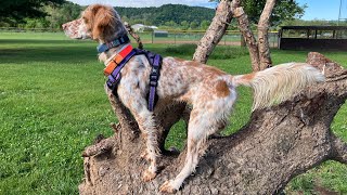 English Setter Shelter Rescue Progress #englishsetter #shelterdog @The Hillbilly Hoarder 