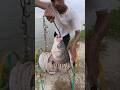 Big fish chathin By katla fish bait #fishing #amazingfishing #safanafishing #fishinglife