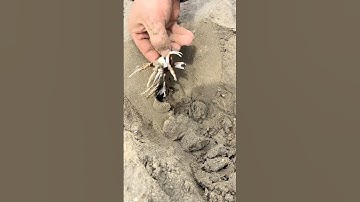 He found something strange