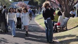 新宿御苑でお花見　サトザクラが満開　2026/04/12 a83