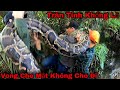 Bắt Trăn Tinh Khổng Lồ Vong Đuối Nước Gạ Trung Ở Lại