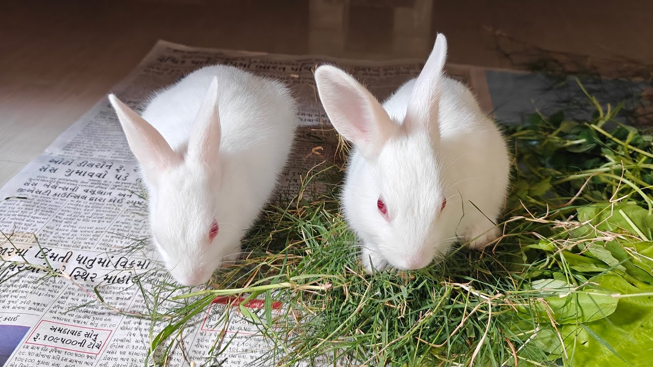 Radha Krishna Pets 🐇 | Cute Rabbit Shorts & Care Tips