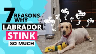 Why does your Labrador Stink so much? by Labrador Care 14,905 views 2 years ago 4 minutes, 6 seconds