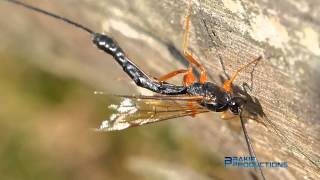 Macro Video Sabre Wasp / Giant Ichneumon - FZ200 + Raynox DCR 250