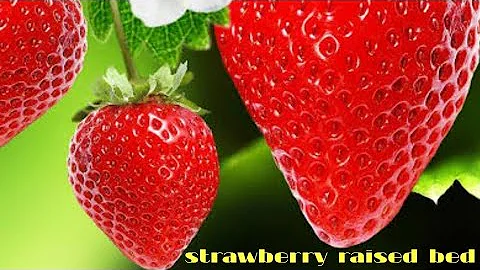 strawberry on a raised bed
