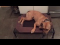 Dogs and Cats Learning to Co-Exist Dogs and Cats Learning to Co-Exist