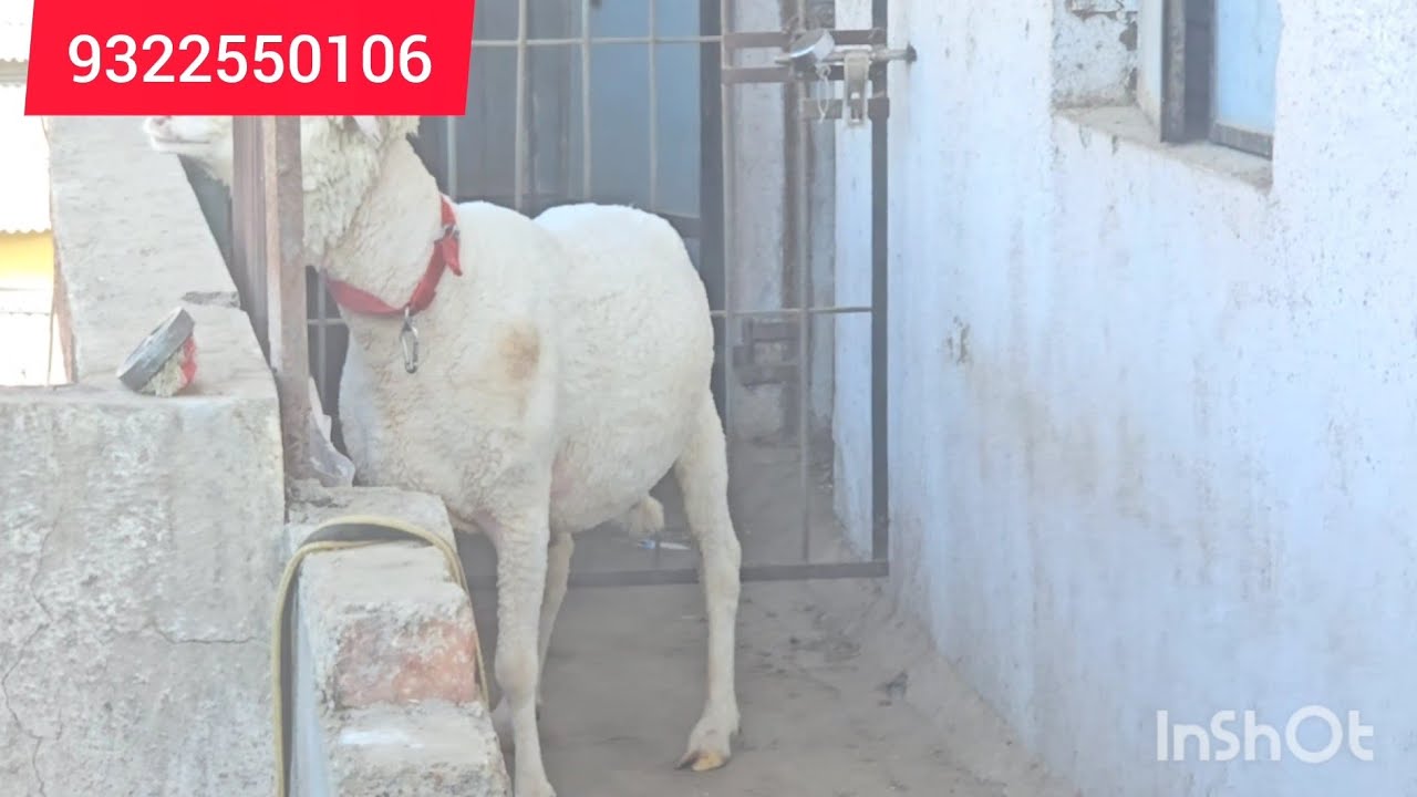 Masallah quality marino insallah 