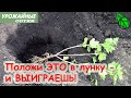 ДОБАВЬТЕ ЭТО В ЛУНКУ при посадке ВСЕХ РАСТЕНИЙ! Смородине, землянике, малине, яблоне - всем надо!