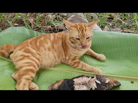 Video: Kucing Dan Liburan